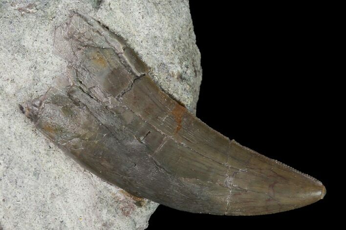 Theropod Dinosaur (Marshosaurus?) Tooth - Colorado #168986